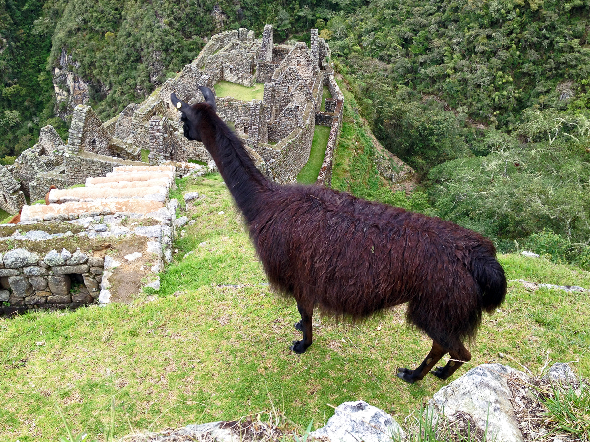 wp-content/uploads/itineraries/Inca Trail/20131025-peru-inca-trail-express (115)-winay-wayna.jpg